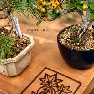 ピラカンサ,ピラカンサ,五葉松,吾妻五葉松,吾妻五葉松の画像