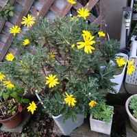 ユリオプスデージー,ユリオプスデージー,ユリオプスデージー,花のある暮らし,我が家のお花の画像
