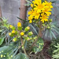 ウインターコスモス,ツワブキ,花オクラ,シロバナオシロイバナ,キュンキュン乙女倶楽部の画像