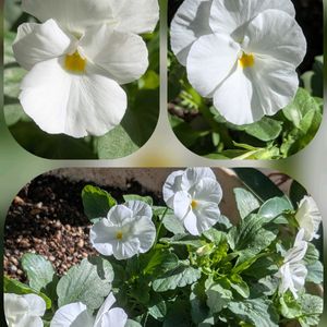 バラ,フヨウ,ビオラ,堀川通りにて…,おでかけ先の画像