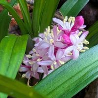 吉祥草,ヨモギ,キチジョウソウ,虫コブ,カラスノゴマの画像