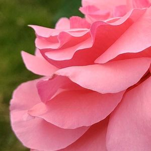 バラ,薔薇,ばら,ピンク,ピンクの花の画像