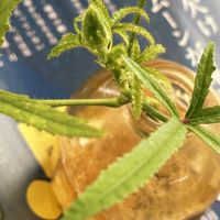 オクラ,野菜の花,水差し発根,リビング・ダイニングの画像