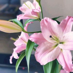 カサブランカ,カサブランカ　ピンク,花瓶,大きな花,ピンクの花の画像