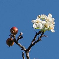 ヒメリンゴ,樹木の画像