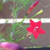 ルコウソウ,つる性多年草の画像