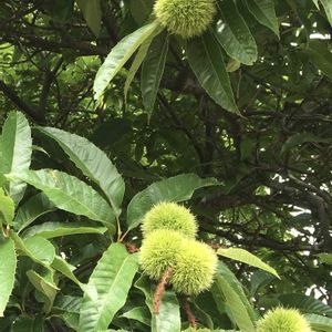 キク,イロハモミジ,栗の木,フランスギク,クリの画像
