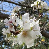 サクラ,ジュウガツザクラ,ヤマザクラ,ヤマザクラ,上野公園の画像