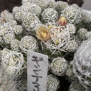 ガーベラ,銀手毬,ダフネ,バラ　コンフィチュール,挿し木の画像