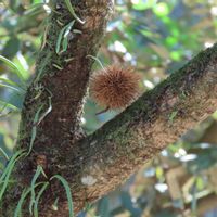 サザンカ,ツルウメモドキ,栗のイガ,栗のイガ,ドングリの実の画像
