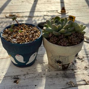 多肉植物,リメ鉢,しぞーか勢,KOHリメ鉢,fellowの画像