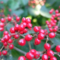 ガマズミ,ガマズミ の実,GSに感謝。,植物観察,植物散策の画像