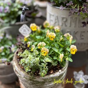 ペーパームーン,ビオレッタ,寄せ植え,ナチュラルガーデン,ジャンクガーデンの画像