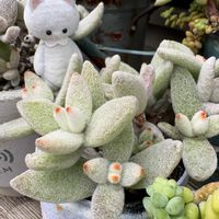 福兎耳,多肉植物,かわいいな♡,GS日和,ニャンニャン祭りの画像