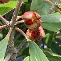 モッコク,ニャンニャン祭り,#最前線のあなたへ,明日はきっと良い日になる,今日を良い日にの画像