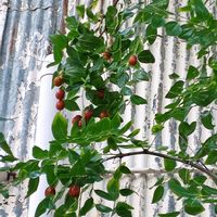 ナツメ,植物のある暮らし,植中毒,植物マニア,秋ですねぇ〜の画像