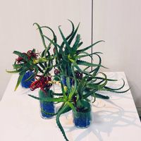 アロエ,アロエ,唐辛子,鷹の爪(唐辛子),トウガラシの画像