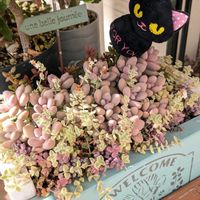 ベビーサンローズ,リトルミッシー,メルヘン。,寄せ植え,多肉植物の画像