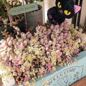 ベビーサンローズ,リトルミッシー,メルヘン。,寄せ植え,多肉植物の画像