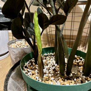 ザミオクルカス  レイヴン,観葉植物,ジャングル化計画,ザミオクルカス属,部屋の画像