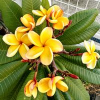 ガーベラ,バラ,プルメリア,フラワーアレンジメント,被災地にエールを…。の画像