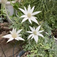 フランネルフラワー,マム,花のある暮らし,おうち園芸の画像