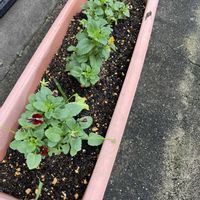 フリージア,ビオラ,家庭菜園の画像