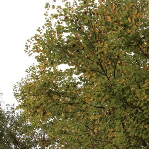 カツラ,カツラの葉,ささやかな幸せ,木曜日は木の画像