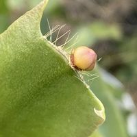 シャコバサボテン,シャコバサボテン,ジュズサンゴ,ジュズサンゴ,鉢植えの画像