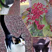 ガマズミ,センダン,マユミ,クロガネモチ,感謝の画像