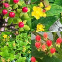 コリウス,コリウス,皇帝ダリア,皇帝ダリア,ツバキの画像