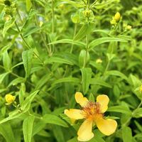ヒペリカム,トモエソウ,トモエソウの実,切り花,新宿御苑の画像