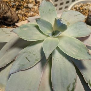 カンテ,多肉植物,葉挿し,多肉寄せ植え,実生苗の画像