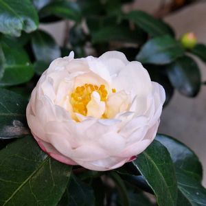 サザンカ,ソテツ,マツ,柚子,柚子の画像