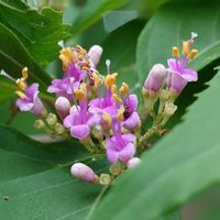 ムラサキシキブ,落葉低木,雄性先熟,虫媒花,孔開葯の画像