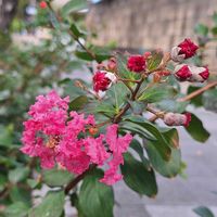 サルスベリ,サルスベリ,京都,感謝,ありがとう♡の画像