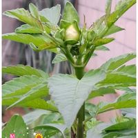 皇帝ダリア,癒し,素敵,か〜わい〜,金曜日の蕾たちの画像