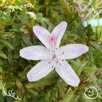 アサガオ,キク,ツツジ,ピラカンサ,お花大好き♡の画像
