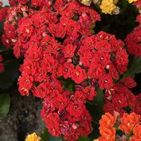 カランコエ,カランコエ,赤い花,花散歩,花のある暮らしの画像