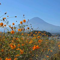 クレオメ,サルビアガラニチカ,キバナ•コスモス,サクシサプラテンシス。,サクシサプラテンシス。の画像