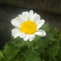 ノースポール,新入りさん,花のある暮らし,地味好き,しろいはなの画像