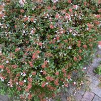 アベリアの画像