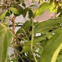 ヒスイカズラ,鉢植え,カット苗,ヒスイカズラ鉢植え,自宅でヒスイカズラの画像