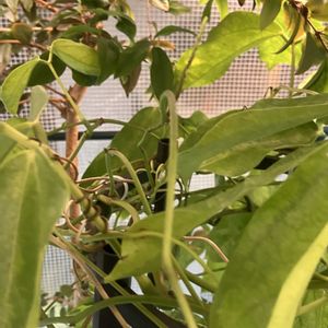 ヒスイカズラ,鉢植え,カット苗,ヒスイカズラ鉢植え,自宅でヒスイカズラの画像