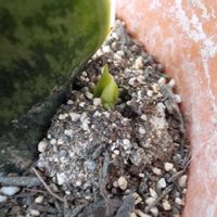 サンスベリア,子株,観葉植物,ベランダの画像