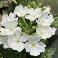 バーベナの画像