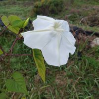 ヨルガオ,花のある暮らし,たねからの幸せの画像