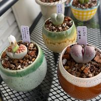 リトープス,リトープス,カラスモンタナ,カラスモンタナ,オリーブ玉の画像