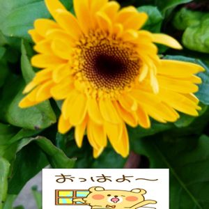 ガーベラ,ミニガーベラ,黄色い花,プランター栽培,金曜日の蕾たちの画像