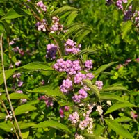 コムラサキ,ムラサキシキブ,紫式部,季節の花,季節の風物詩の画像